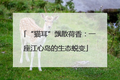 “猫耳”飘散荷香：一座江心岛的生态蜕变