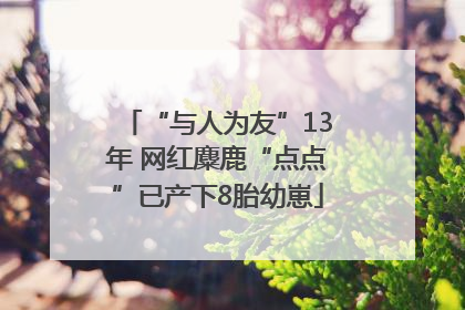 “与人为友”13年 网红麋鹿“点点”已产下8胎幼崽