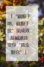 “藏粮于地、藏粮于技”见成效 盐碱滩涂变身“黄金粮仓”