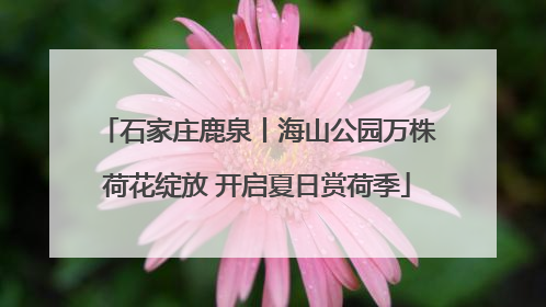 石家庄鹿泉丨海山公园万株荷花绽放 开启夏日赏荷季