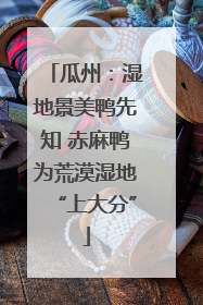瓜州：湿地景美鸭先知 赤麻鸭为荒漠湿地“上大分”