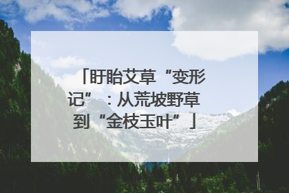 盱眙艾草“变形记”：从荒坡野草到“金枝玉叶”