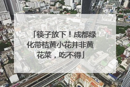 筷子放下！成都绿化带桔黄小花并非黄花菜，吃不得