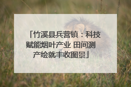 竹溪县兵营镇：科技赋能烟叶产业 田间测产绘就丰收图景
