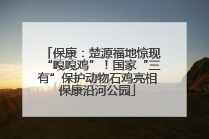 保康：楚源福地惊现“嘎嘎鸡”！国家“三有”保护动物石鸡亮相保康沿河公园