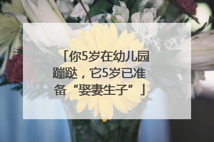 你5岁在幼儿园蹦跶，它5岁已准备“娶妻生子”