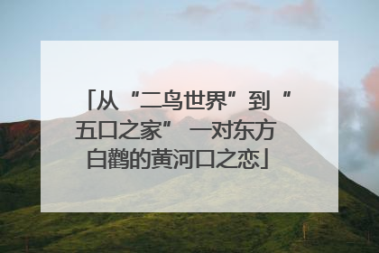 从“二鸟世界”到“五口之家” 一对东方白鹳的黄河口之恋