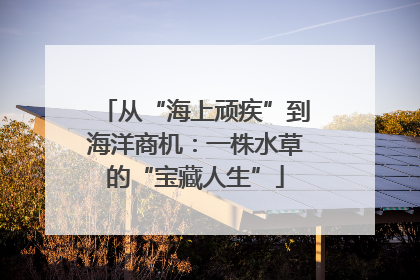 从“海上顽疾”到海洋商机：一株水草的“宝藏人生”