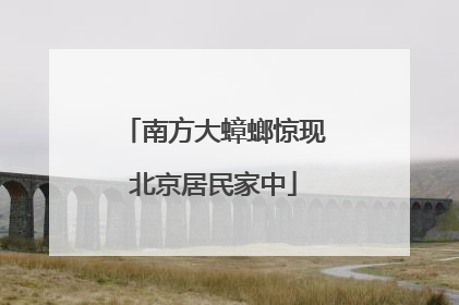 南方大蟑螂惊现北京居民家中