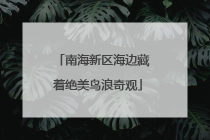 南海新区海边藏着绝美鸟浪奇观