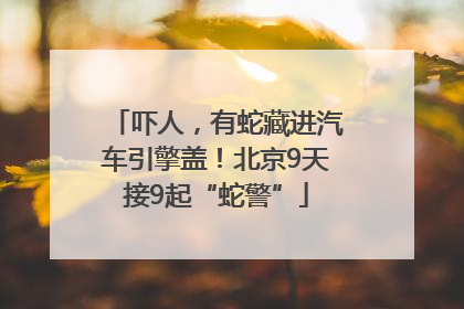 吓人，有蛇藏进汽车引擎盖！北京9天接9起“蛇警”