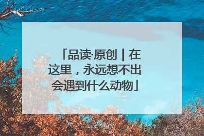 品读·原创｜在这里，永远想不出会遇到什么动物