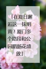 在夏日邂逅这一抹明黄！厦门多个路段和公园腊肠花盛放