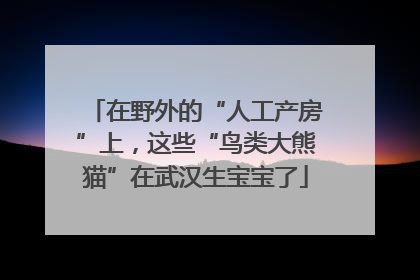 在野外的“人工产房”上，这些“鸟类大熊猫”在武汉生宝宝了