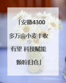 安徽4300多万亩小麦丰收有望 科技赋能颗粒归仓