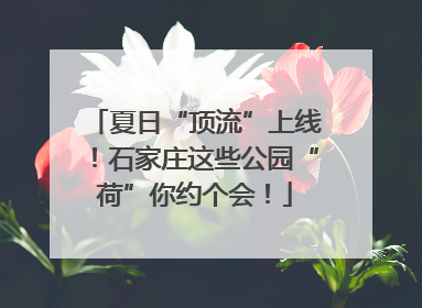 夏日“顶流”上线！石家庄这些公园“荷”你约个会！