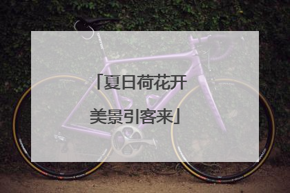 夏日荷花开 美景引客来