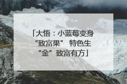 大悟：小蓝莓变身“致富果” 特色生“金”致富有方
