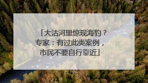 大沽河里惊现海豹？专家：有过此类案例，市民不要自行靠近