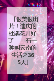 很美很出片！迪庆的杜鹃花开好了——有一种叫云南的生活之365天