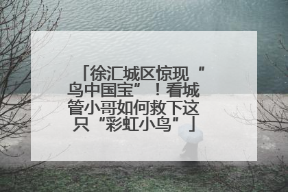 徐汇城区惊现“鸟中国宝”！看城管小哥如何救下这只“彩虹小鸟”