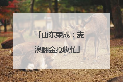 山东荣成：麦浪翻金抢收忙