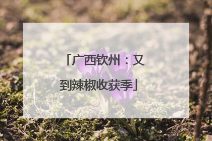 广西钦州：又到辣椒收获季