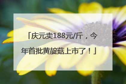 庆元卖188元/斤，今年首批黄靛菇上市了！