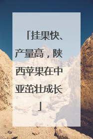 挂果快、产量高，陕西苹果在中亚茁壮成长