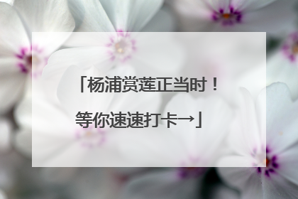 杨浦赏莲正当时！等你速速打卡→