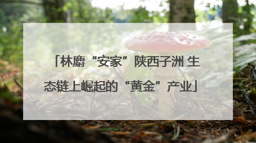 林麝“安家”陕西子洲 生态链上崛起的“黄金”产业