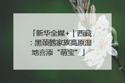 新华全媒+｜西藏：黑颈鹤家族高原湿地喜添“萌宝”