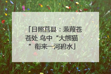 日照莒县：蒹葭苍苍处 鸟中“大熊猫”衔来一河碧水