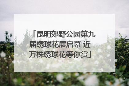 昆明郊野公园第九届绣球花展启幕 近万株绣球花等你赏