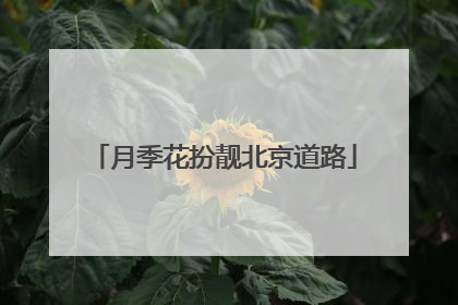 月季花扮靓北京道路