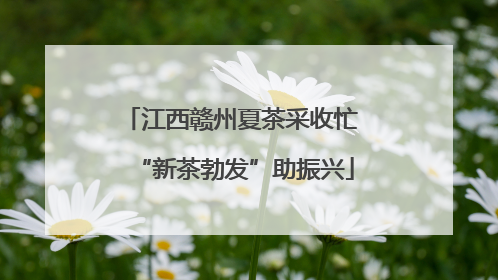 江西赣州夏茶采收忙 “新茶勃发”助振兴