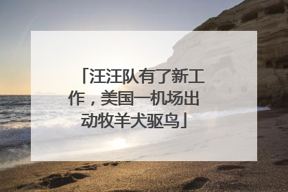 汪汪队有了新工作，美国一机场出动牧羊犬驱鸟