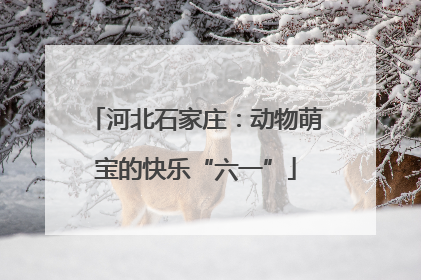 河北石家庄：动物萌宝的快乐“六一”