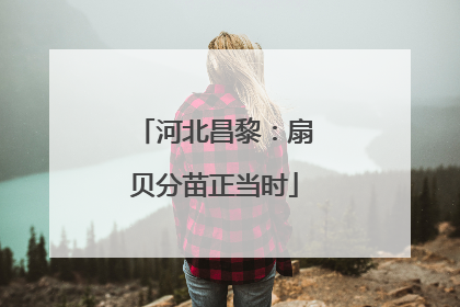河北昌黎：扇贝分苗正当时