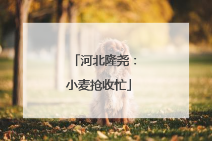 河北隆尧：小麦抢收忙