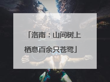 洛南：山间树上栖息百余只苍鹭