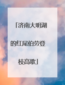 济南大明湖的红尾伯劳登枝高歌