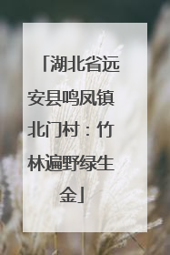 湖北省远安县鸣凤镇北门村：竹林遍野绿生金