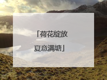 荷花绽放 夏意满塘