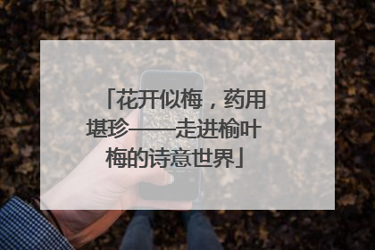 花开似梅，药用堪珍——走进榆叶梅的诗意世界