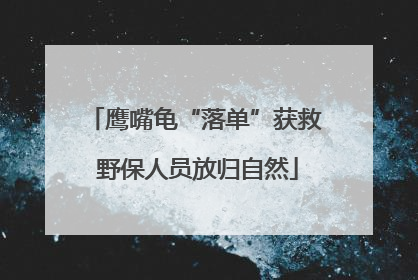 鹰嘴龟“落单”获救 野保人员放归自然