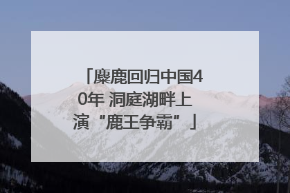 麋鹿回归中国40年 洞庭湖畔上演“鹿王争霸”