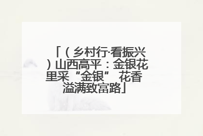 （乡村行·看振兴）山西高平：金银花里采“金银” 花香溢满致富路